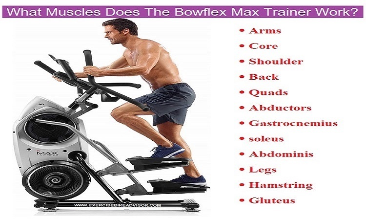 What muscles does the Bowflex max trainer work